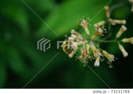 ヤブレガサの蜜を吸うコマルハナバチの雄 73231768