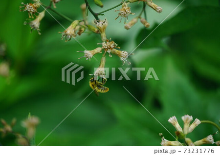 ヤブレガサの蜜を吸うコマルハナバチの雄 ヤブレガサの蜜を吸うコマルハナバチの雄 73231776