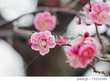 梅の花 梅の花 73232004