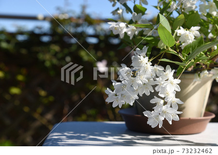 鉢植えのヒメウツギ　満開 73232462