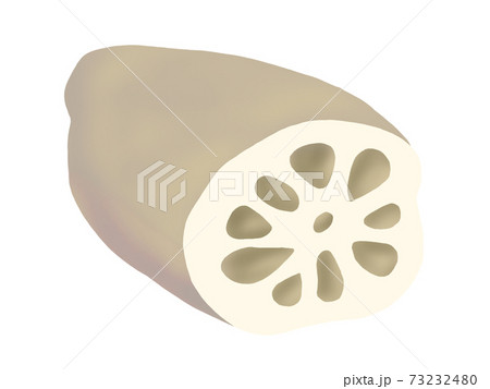 レンコン(主線なし) レンコン(主線なし) 73232480