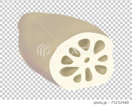 レンコン(主線なし) レンコン(主線なし) 73232480