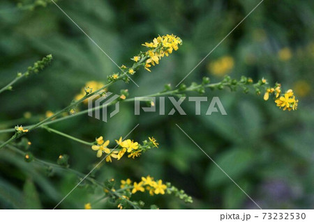 山野草 金水引の黄色い花の写真素材