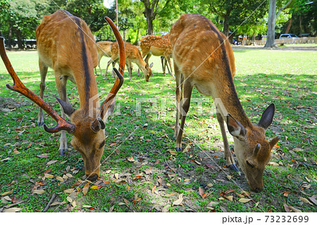 奈良公園の鹿、奈良県、日本 奈良公園の鹿、奈良県、日本 73232699