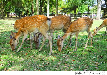 奈良公園の鹿、奈良県、日本 奈良公園の鹿、奈良県、日本 73232700