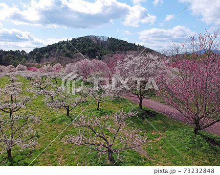 ドローン空撮 京都 綾部市梅林公園 京都府綾部市の写真素材