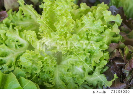 Fresh lettuce is beautiful vegetable from top view. 73233030
