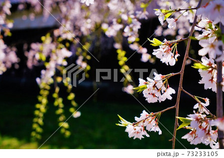 皇居乾通の枝垂れ桜1 皇居乾通の枝垂れ桜1 73233105