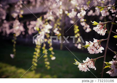 皇居乾通の枝垂れ桜2 皇居乾通の枝垂れ桜2 73233106