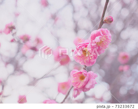 寒紅梅の花とつぼみ 寒紅梅の花とつぼみ 73233672