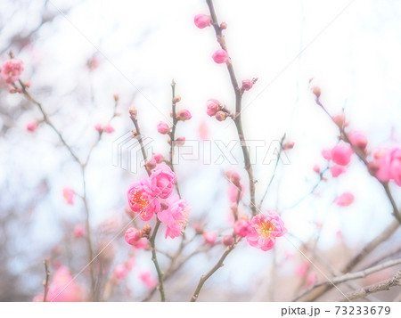 寒紅梅の花とつぼみ 73233679