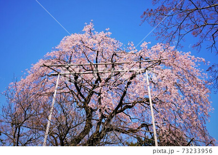 清水公園の枝垂れ桜大木 清水公園の枝垂れ桜大木 73233956