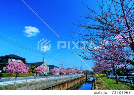 草加市内伝右川沿いの住宅街と桜並木 73233968