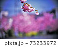 桜バックの桜 73233972