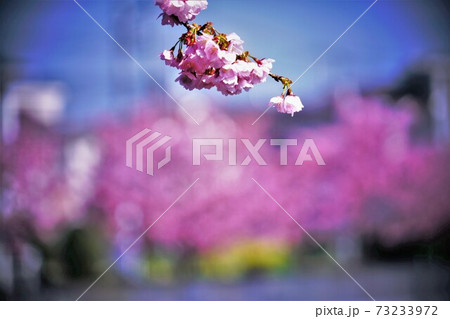 桜バックの桜 73233972