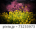 春爛漫、サクラと菜の花のコラボレーション 73233973