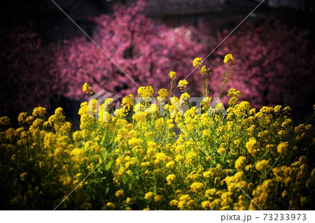春爛漫、サクラと菜の花のコラボレーション 73233973