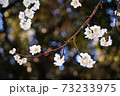 輝く梅の花 73233975