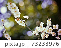 キラキラ丸ボケと梅の花 73233976