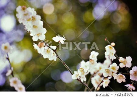 キラキラ丸ボケと梅の花 73233976