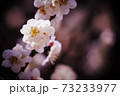 輝く白梅の花 73233977