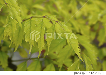 Trumpet creeper Madame Galen 73234029