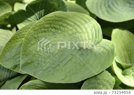 Plantain lily Elegans 73234058