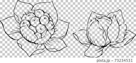 ふきのとうの線画のイラスト素材