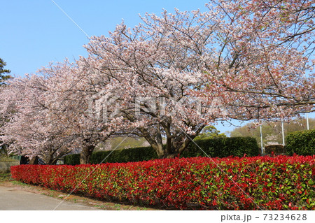 福太郎スタジアム さくら ベニカナメモチ 福太郎スタジアム さくら ベニカナメモチ 73234628
