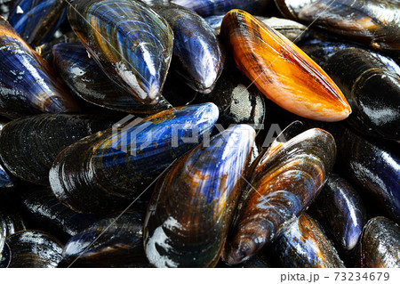 Raw organic mussels close-up 73234679