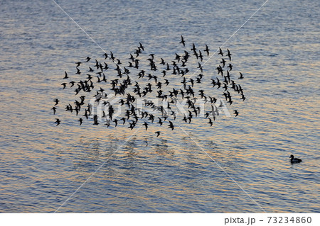 海面を飛ぶ鳥の群れ（ハマシギ） 73234860