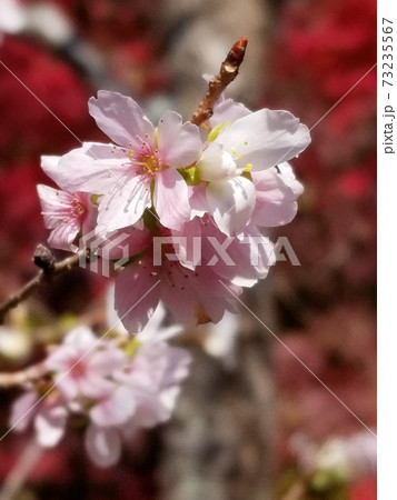 京都のけいはんな記念公園の紅葉の中に咲く秋の桜 京都のけいはんな記念公園の紅葉の中に咲く秋の桜 73235567