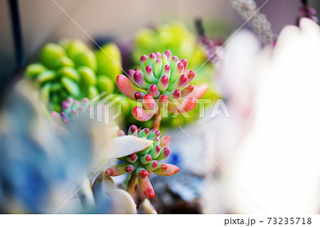 多肉植物 73235718