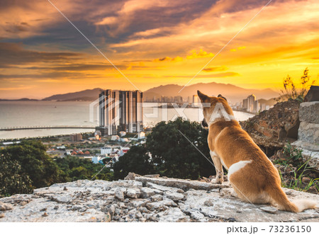 Dog overlooking sunset ,Nha Trang city, Vietnam. Dog overlooking sunset ,Nha Trang city, Vietnam. 73236150