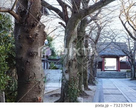 鎌倉幕府ゆかりの北条氏金沢文庫の隣神奈川県横浜市金沢区称名寺の冬 73237043