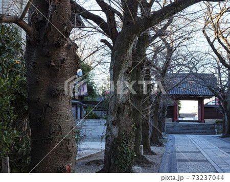 鎌倉幕府ゆかりの北条氏金沢文庫の隣神奈川県横浜市金沢区称名寺の冬 鎌倉幕府ゆかりの北条氏金沢文庫の隣神奈川県横浜市金沢区称名寺の冬 73237044