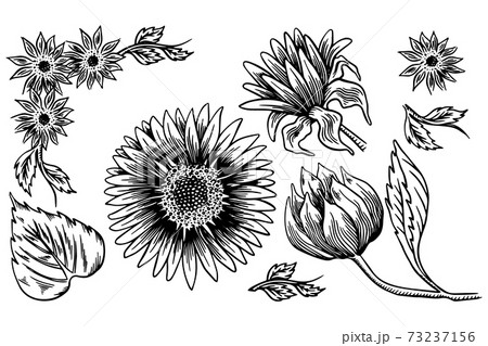 vintage sunflower drawing