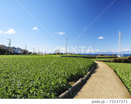 湘南三浦半島の神奈川県三浦市の名産・特産のキャベツ畑・大根畑の冬 湘南三浦半島の神奈川県三浦市の名産・特産のキャベツ畑・大根畑の冬 73237371
