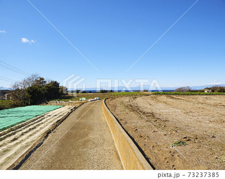 湘南三浦半島の神奈川県三浦市の名産・特産のキャベツ畑・大根畑の冬 湘南三浦半島の神奈川県三浦市の名産・特産のキャベツ畑・大根畑の冬 73237385