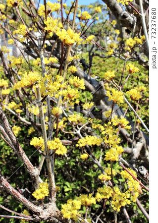 明るい陽射しでサンシュユの黄金色が映える 73237680