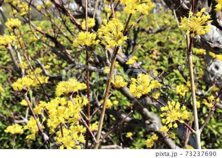 満開の山茱萸の花は半球状 満開の山茱萸の花は半球状 73237690
