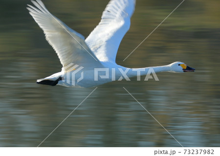 川島町白鳥飛来地の白鳥の飛び立ち 73237982