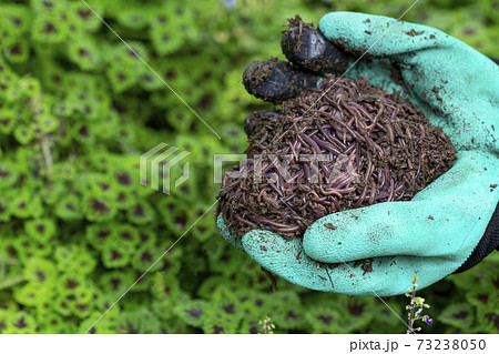 Farmer hands holding Fertile soil Farmer hands holding Fertile soil 73238050