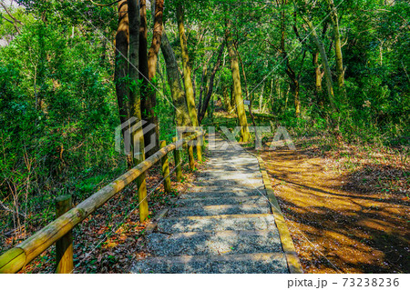 春の公園 森の散策路で森林浴 神奈川県立四季の森公園 の写真素材