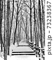樹木 森林 冬 73238367