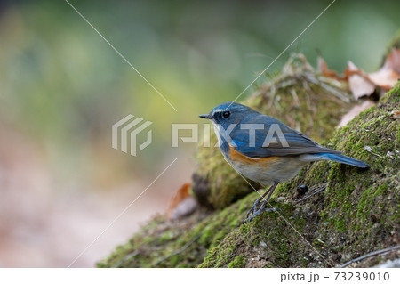 ルリビタキ 73239010