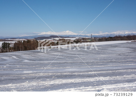 冬の晴れた日の融雪剤がまかれた畑と雪山　大雪山 73239129