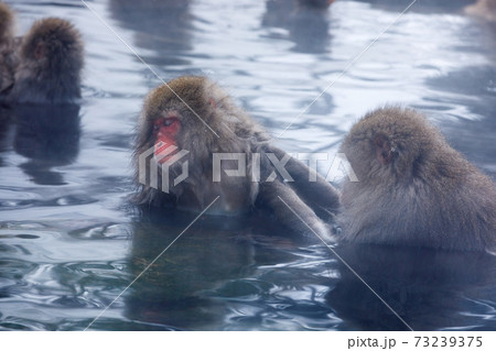 長野県　地獄谷野猿公苑　温泉猿 73239375