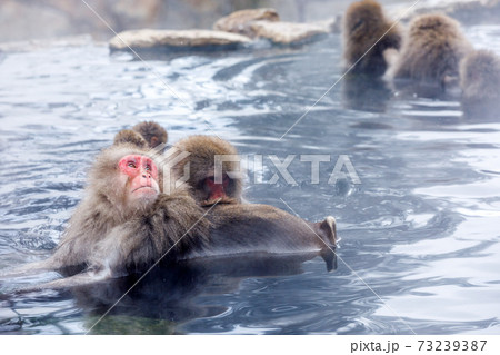 長野県　地獄谷野猿公苑　温泉猿 73239387