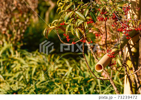 手水の竹筒 73239472